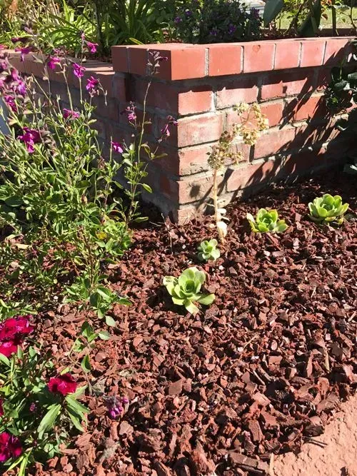Brick wall in a garden bed with red mulch and various green and purple plants.