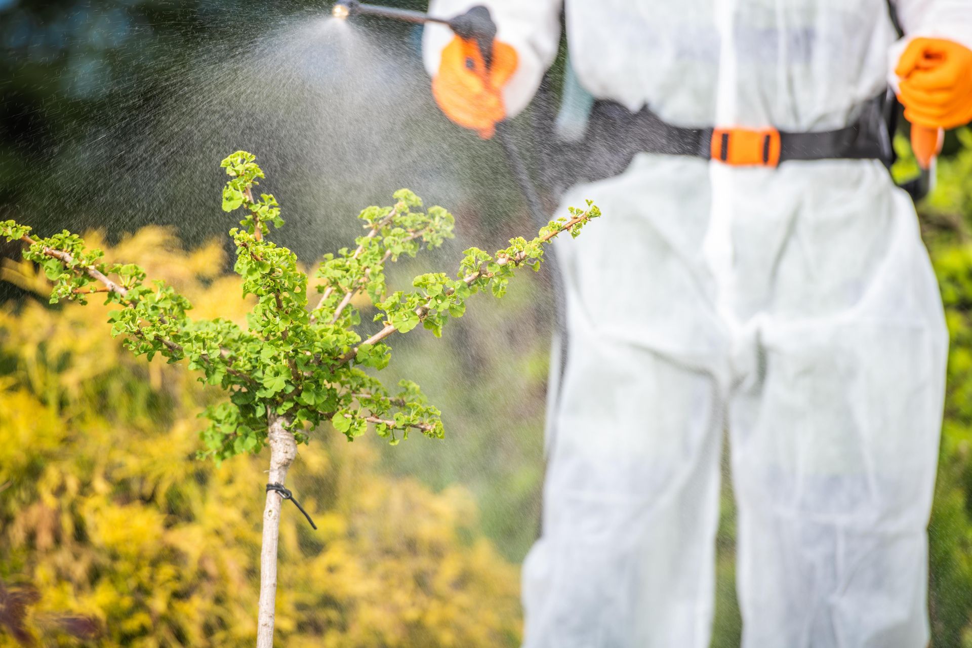 A man in a protective suit is spraying a plant with a sprayer.
