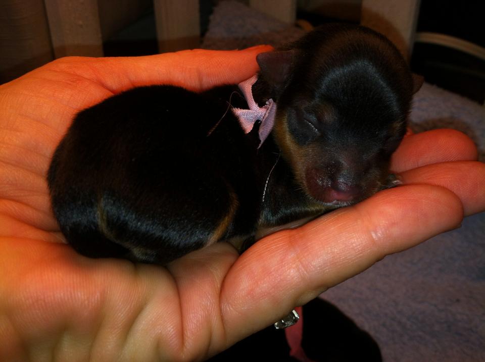 New born Yorkshire terrier puppy-Suzabel's Yorkies Southern California