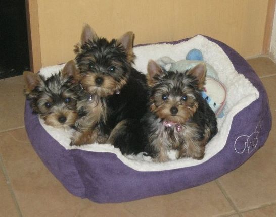 Three yorkies in a bed-Southern CA yorkies- Suzabel's