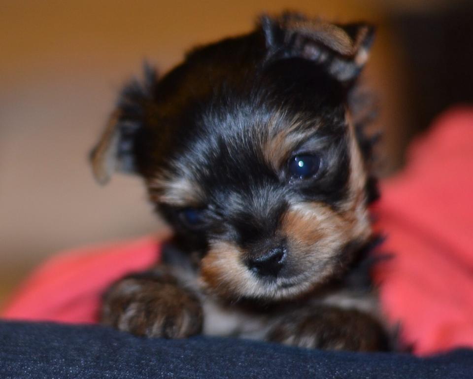 Yorkshire Terrier Puppy, best Yorkie breeder in Yucaipa CA