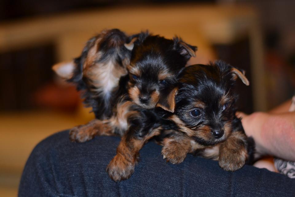 New born Puppy pic, Suzabel's Yorkies
