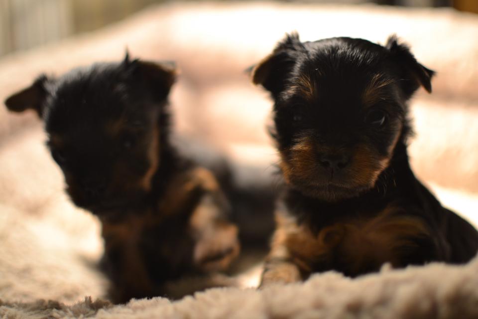 Yorkie Puppies