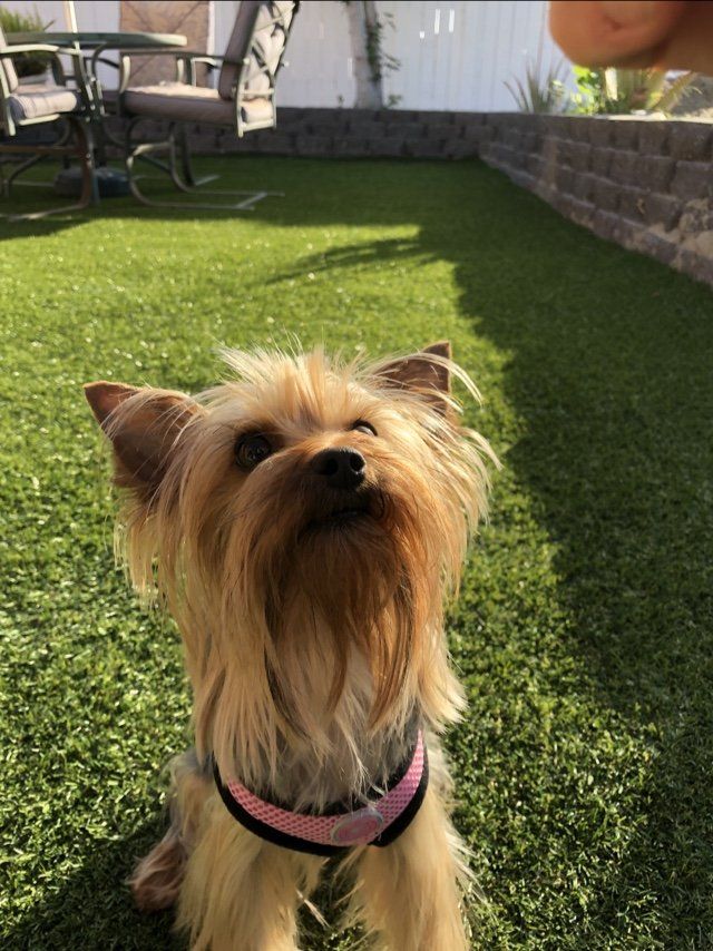 K-9 Yorkie