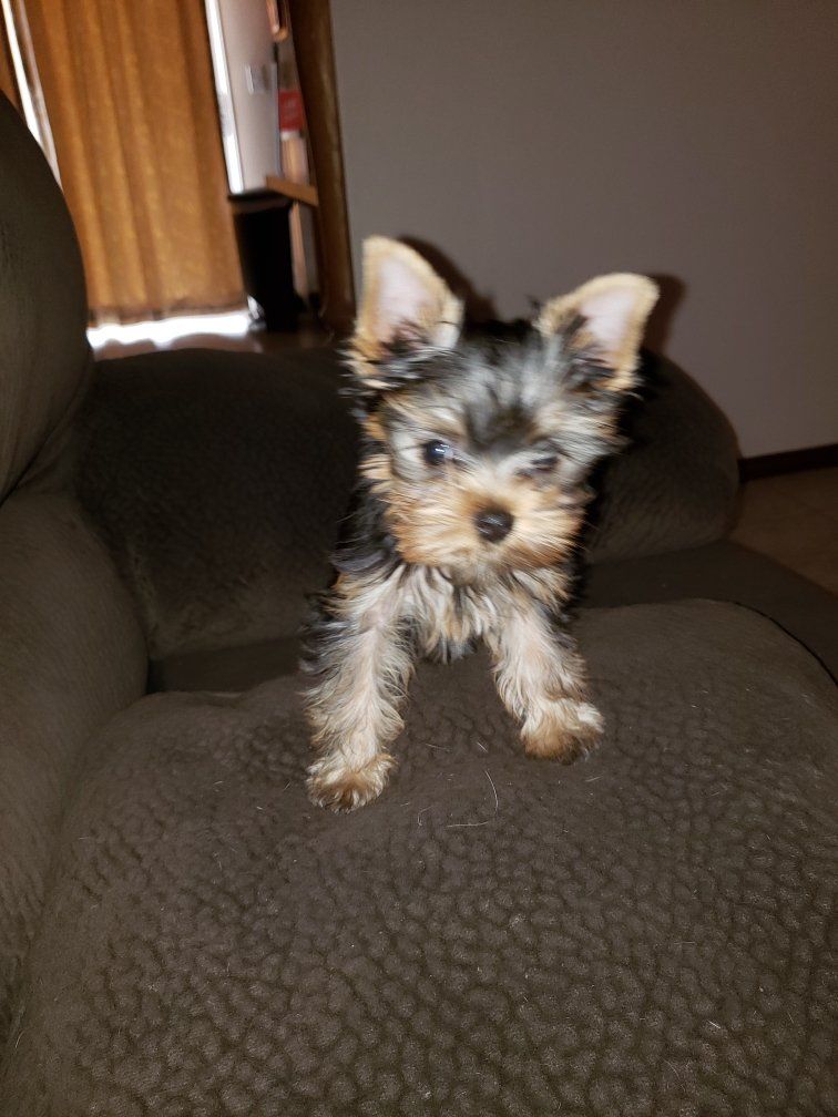 Yorkie ears up
