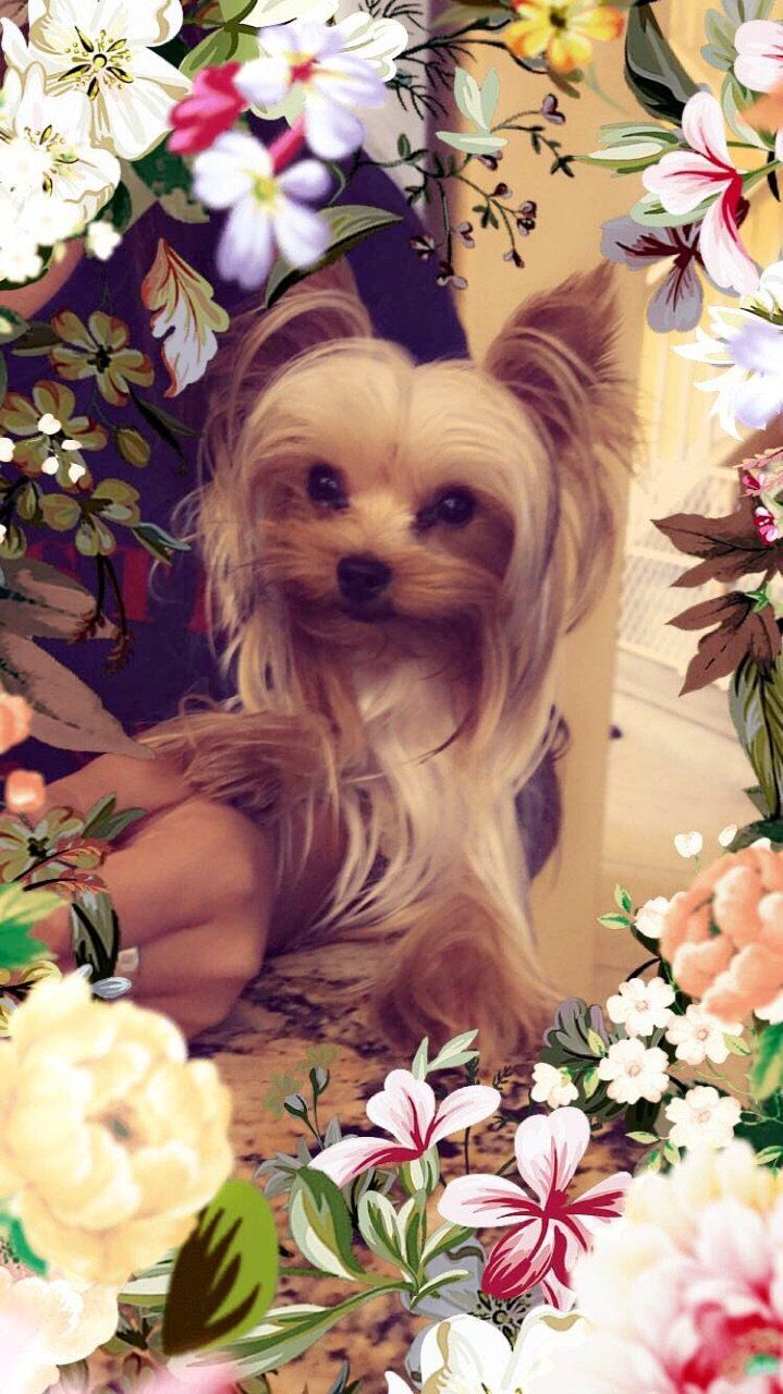 Yorkshire Terrier Dog