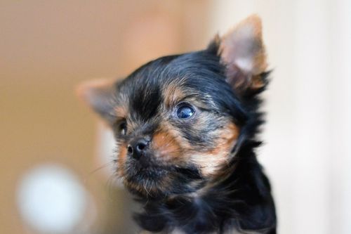 Southern California AKC Pure Bread Yorkie ,Yorkshire Terrier Puppy thinking he wants a doggy treat!