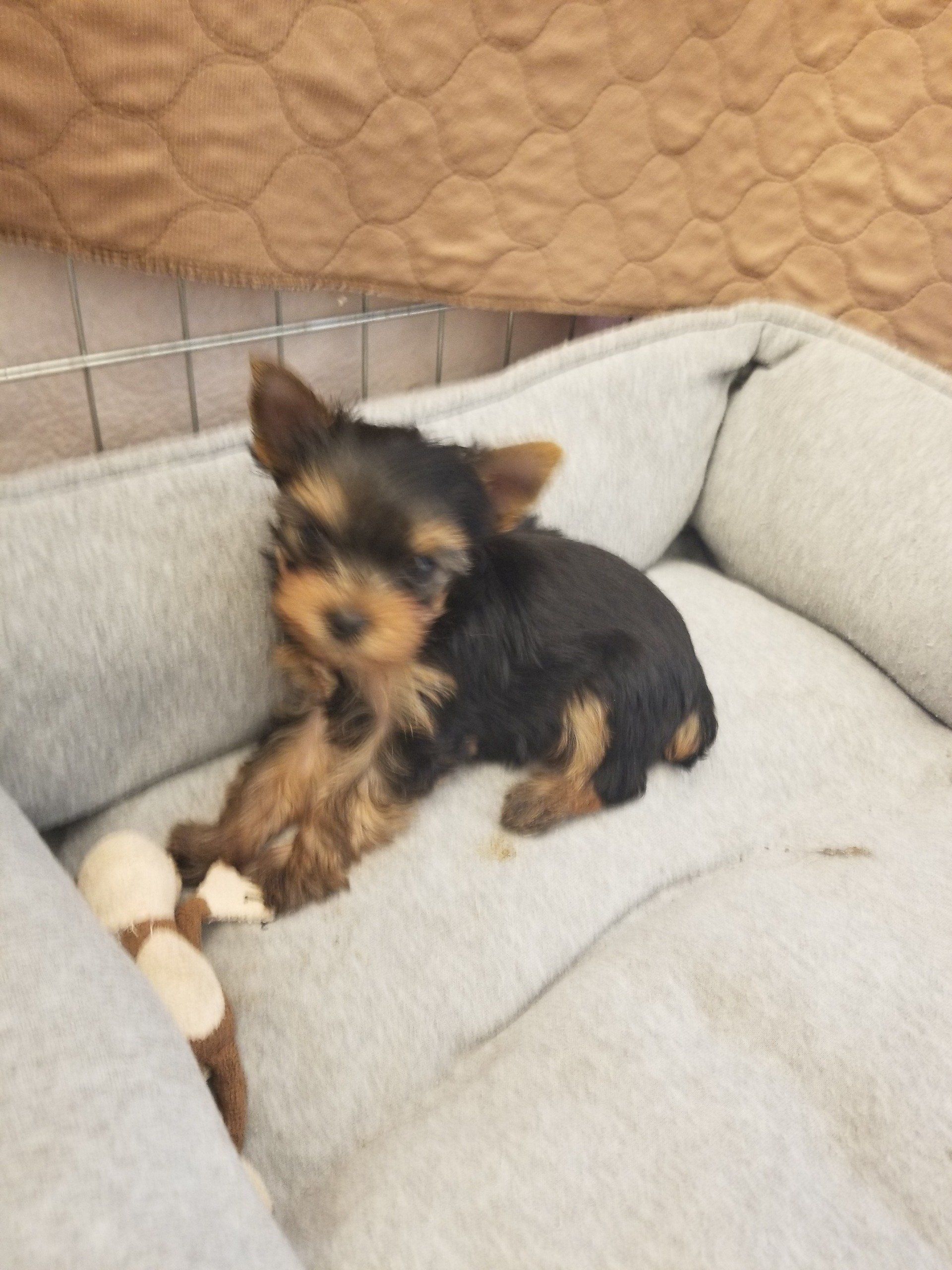 Puppy Playing around the house