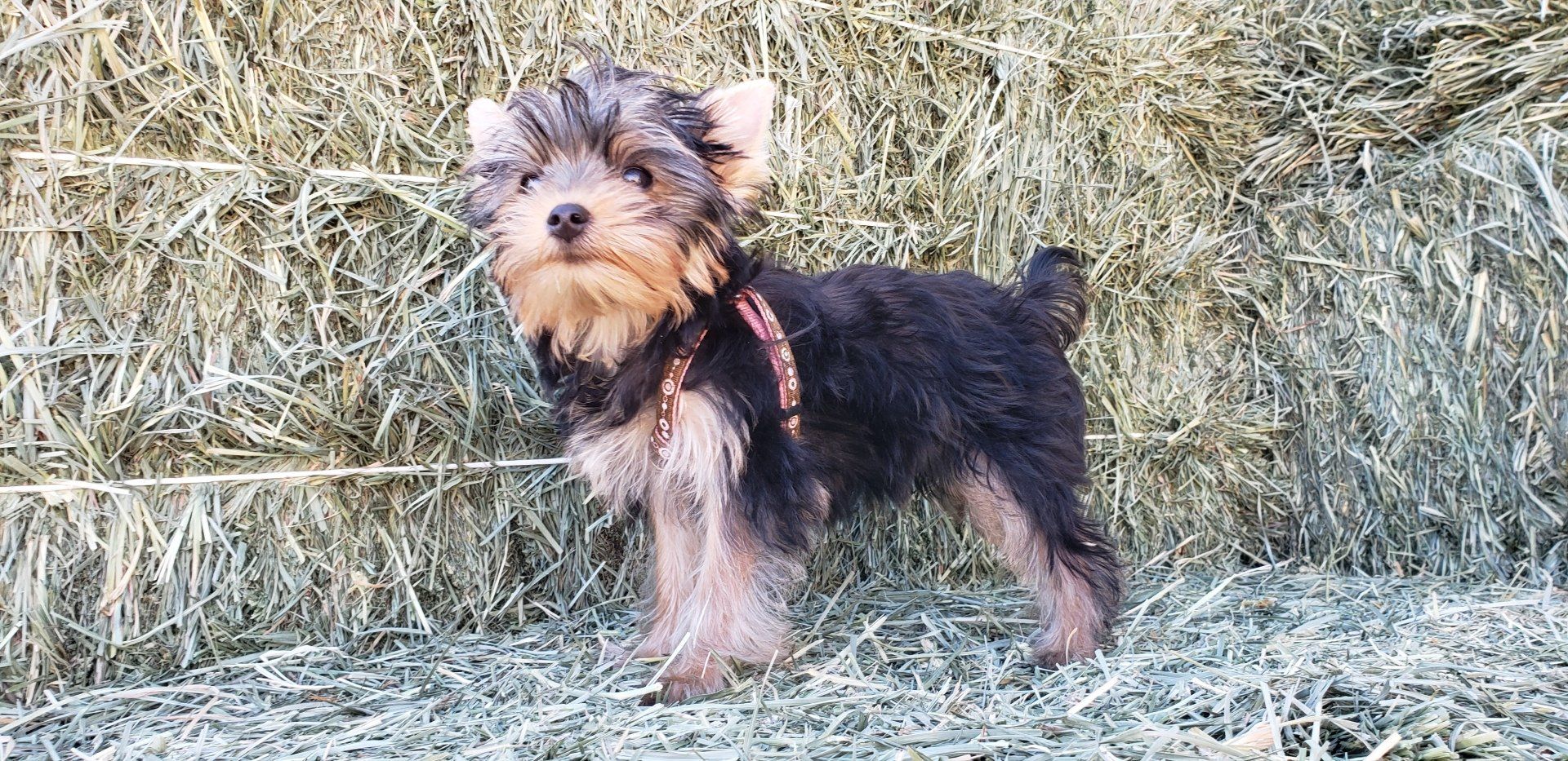 Yorkie puppy on a bale of hay