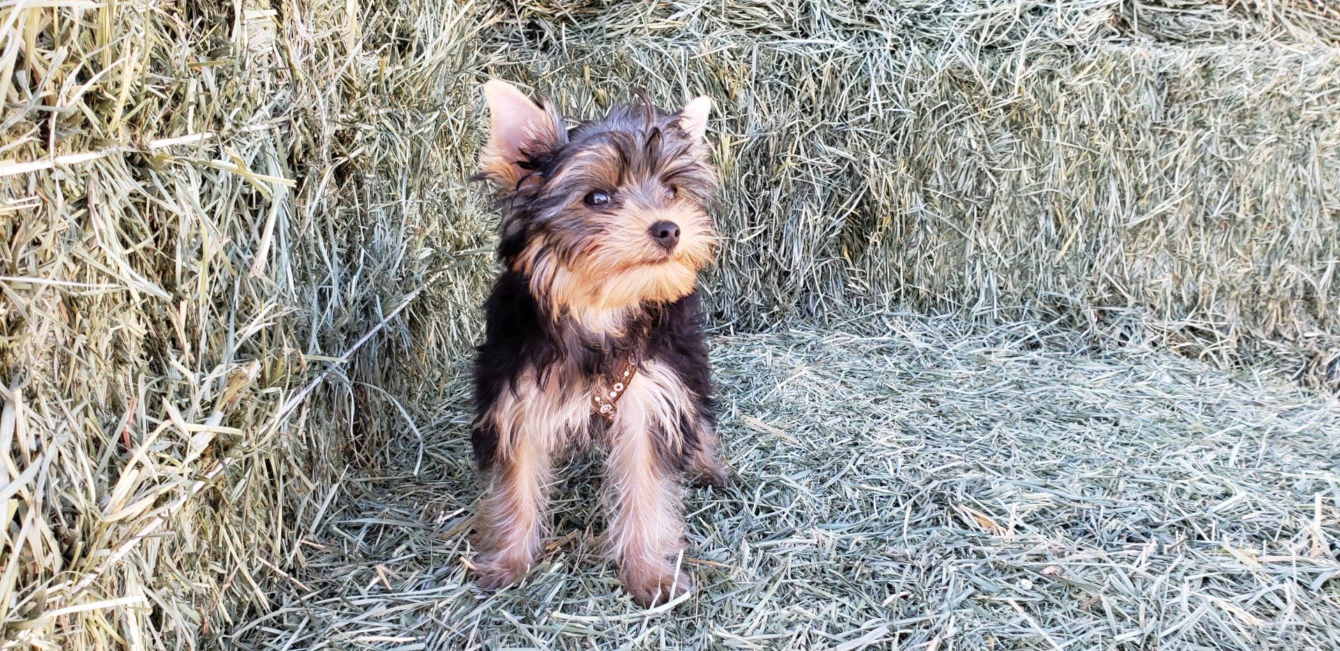 AKC registered Yorkshire Terrier Breeder Southern CA | Suzabel's Yorkies, Yucaipa CA