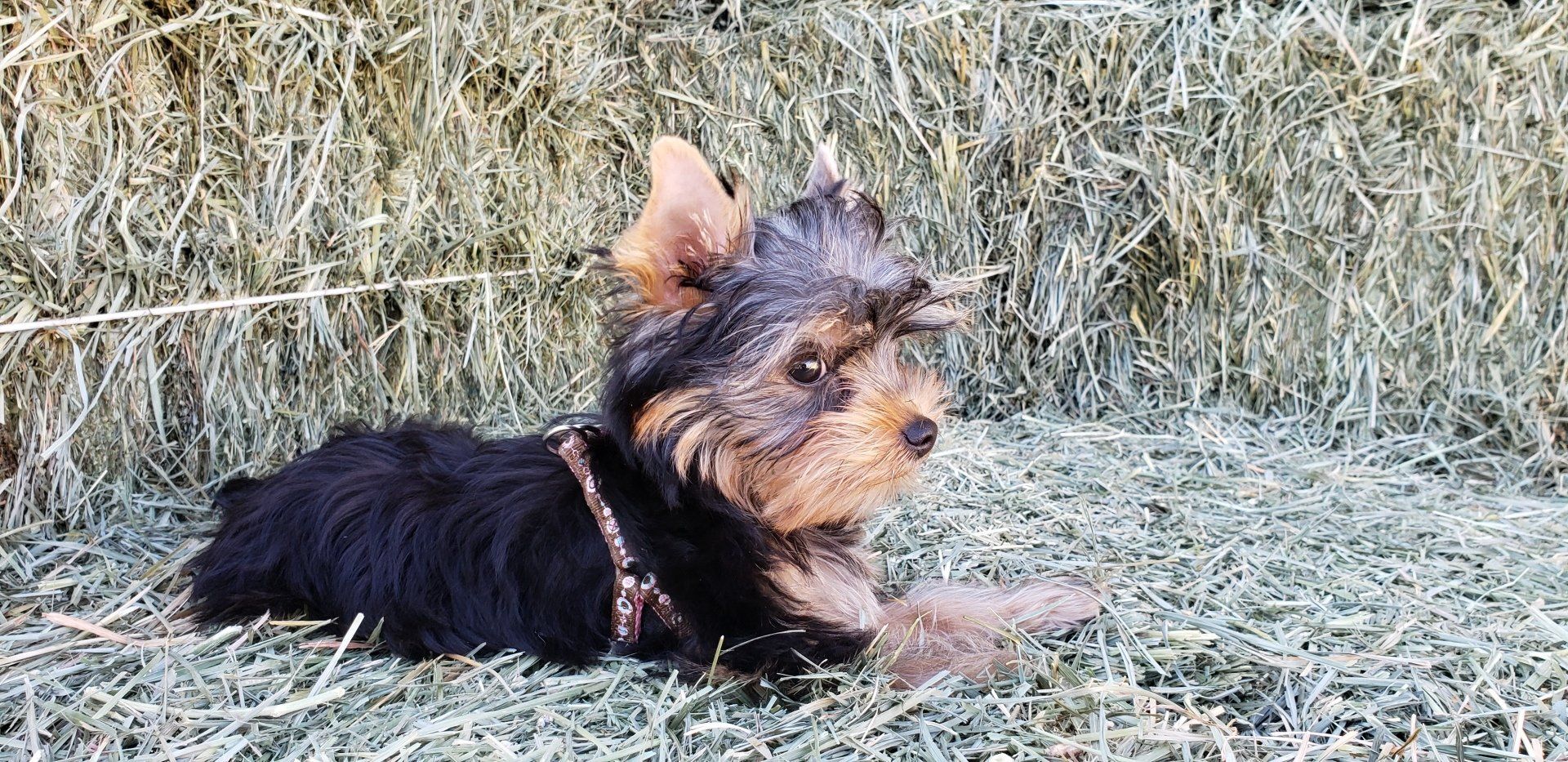 AKC Yorkshire Terrier Puppy outside in Southern California