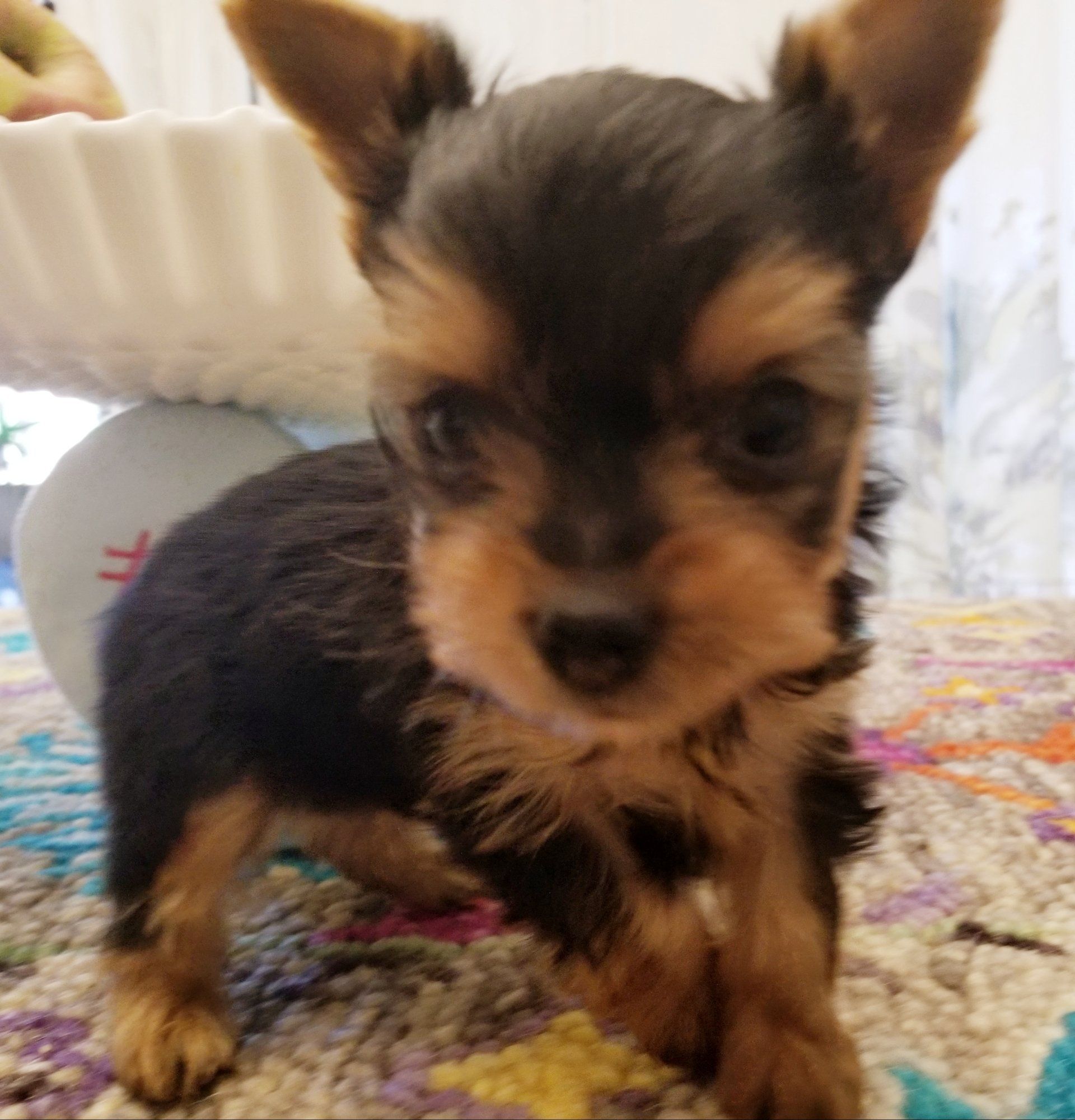 Inland Empire Yorkie Breeder