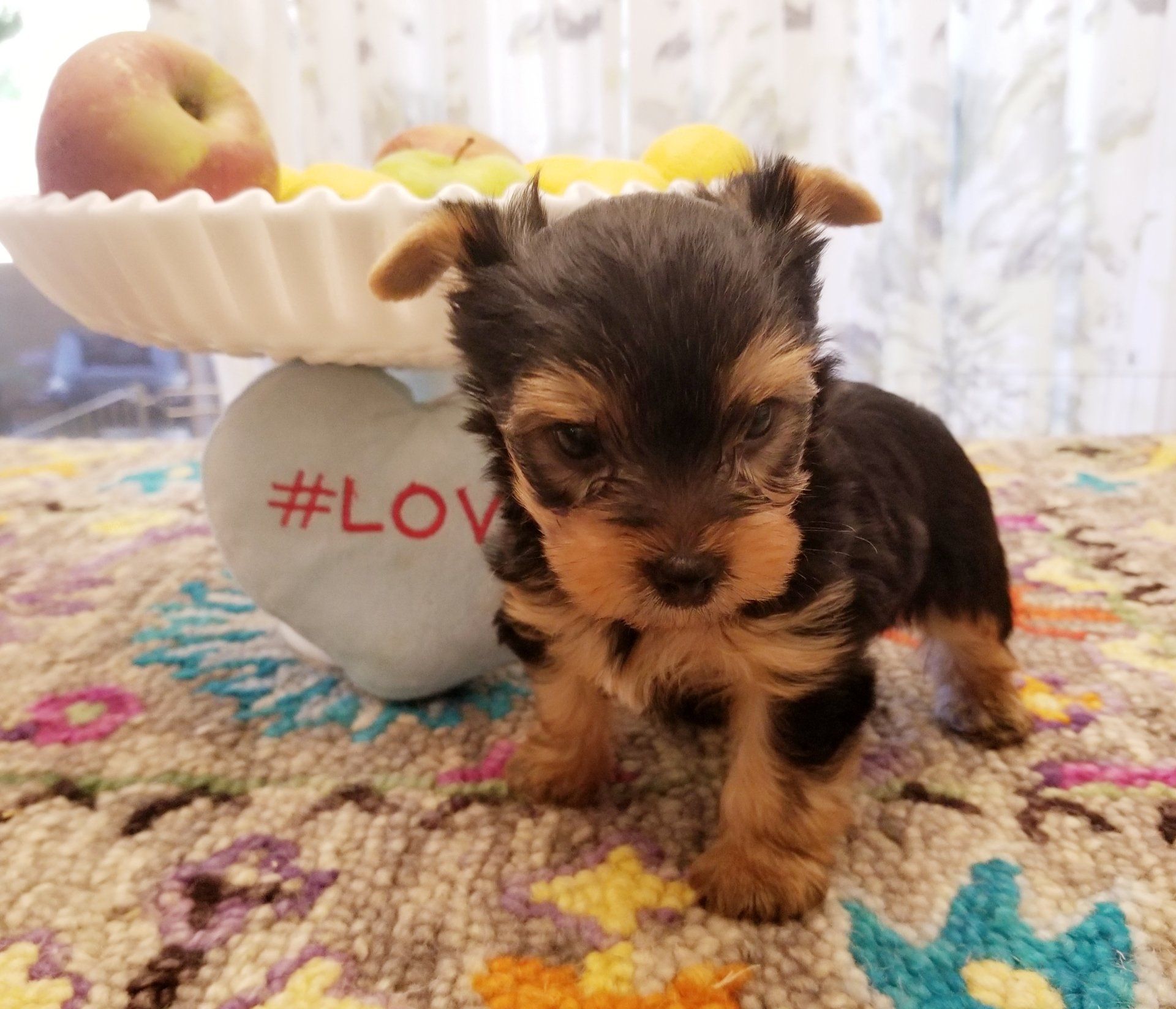 Yorkshire Terrier litters