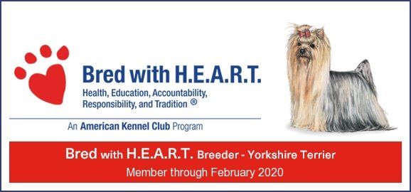 AKC Yorkie Standards set for the Bred with H.E.A.R.T