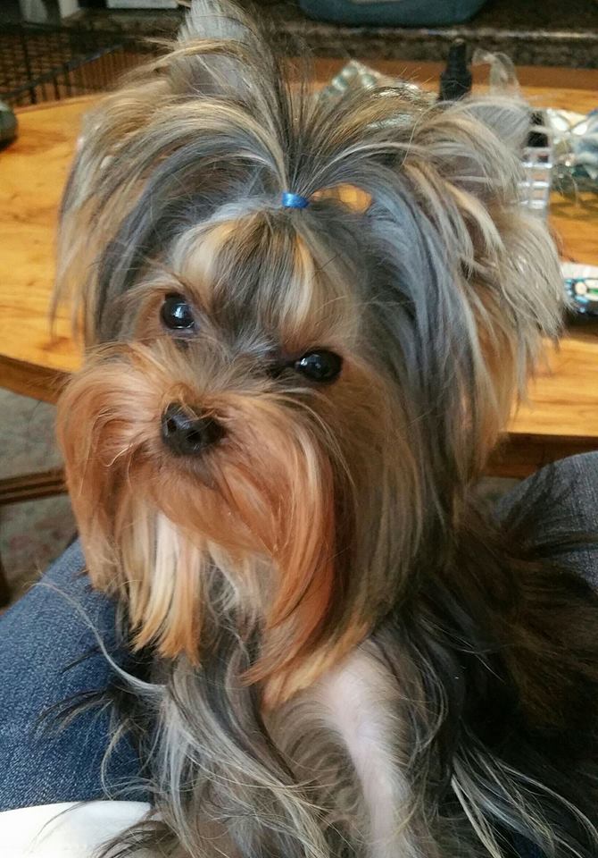 Registered AKC  Yorkshire Terrier Breeder SoCal