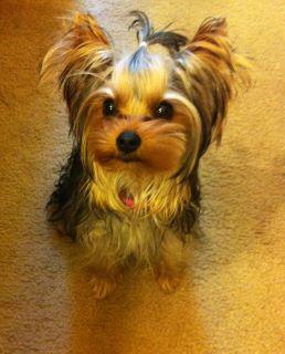 Yorkshire Terrier Dog looking up at the dog owner - Suzabel's Yorkies Southern California