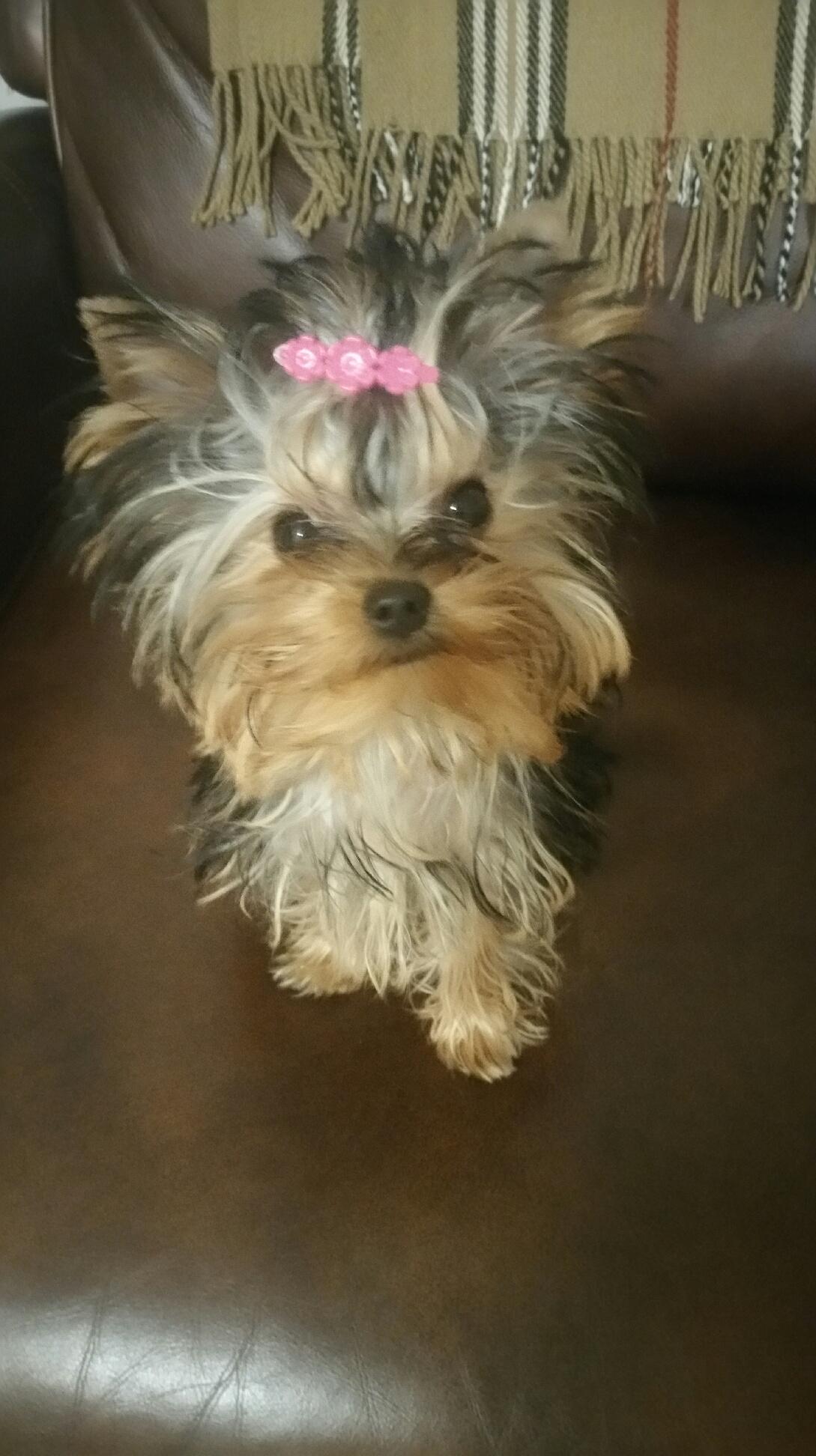Pink bow in hair of a freshly groomed Yorkie