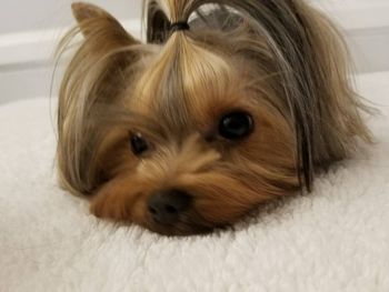 Yorkshire Terrier Dog resting her head | AKC Yorkie Breeders Southern CA Suzabel's Yorkies
