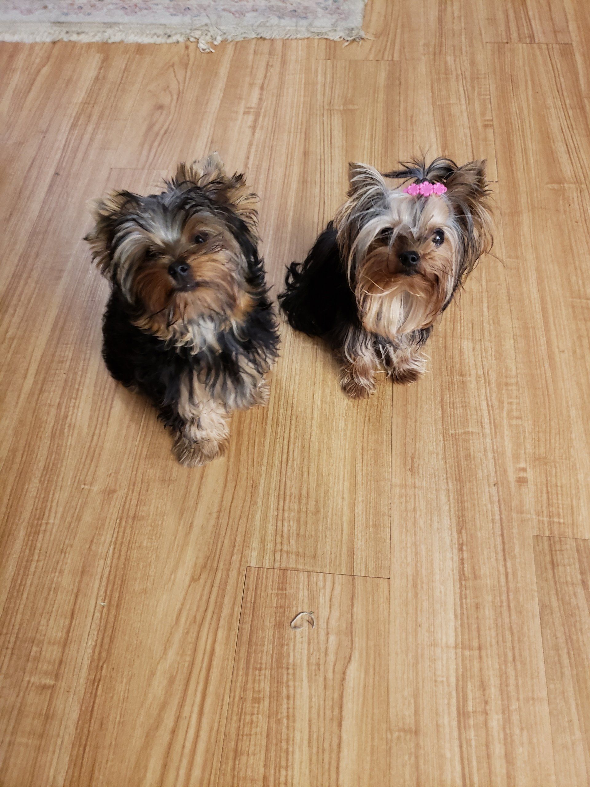 Yorkshire Terriers Redlands, Inland Empire, Southern CA