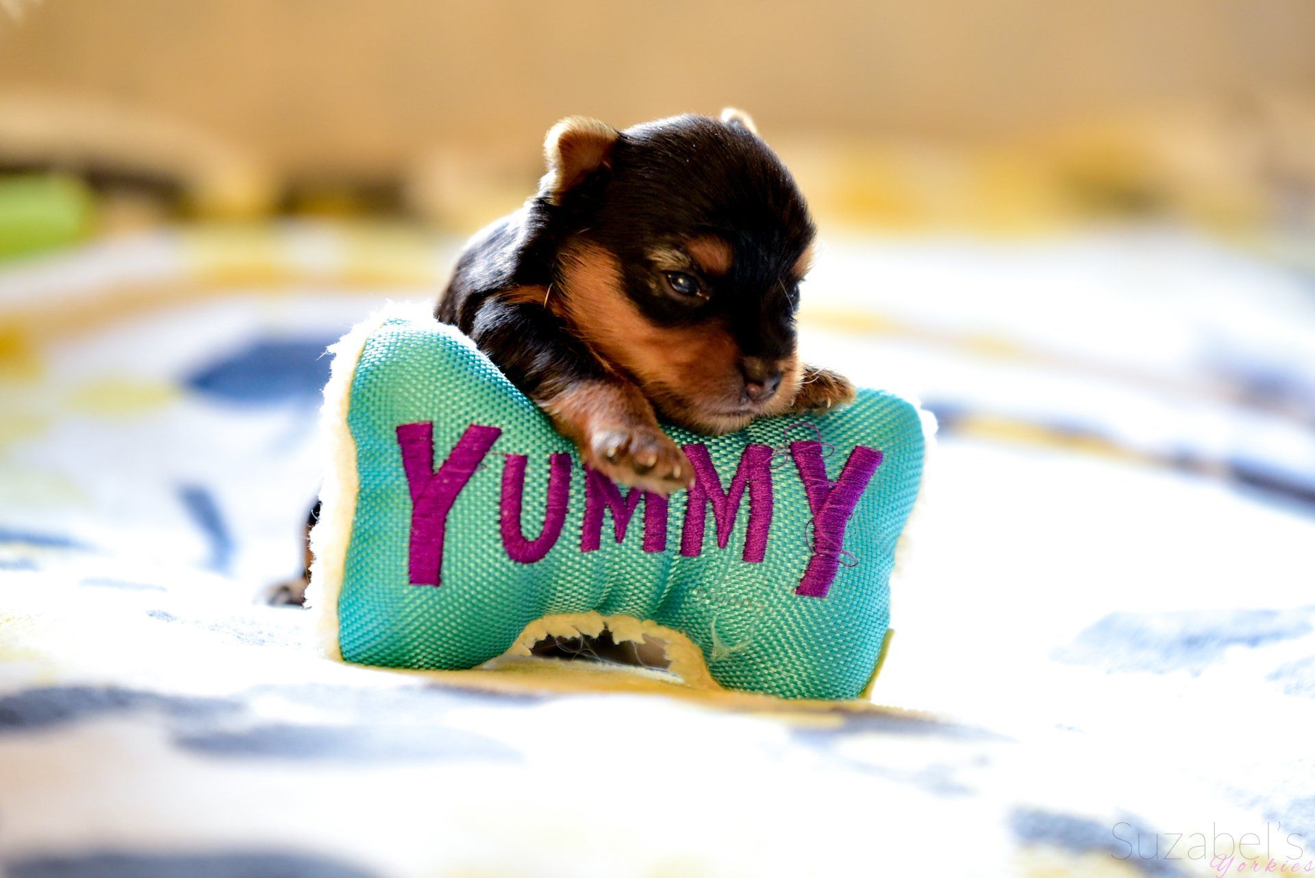 Yorkie puppy with a stuffed toy bone that reads yummy  AKC Yorkshire Terrier breeder Suzabel's Yorkies SoCal