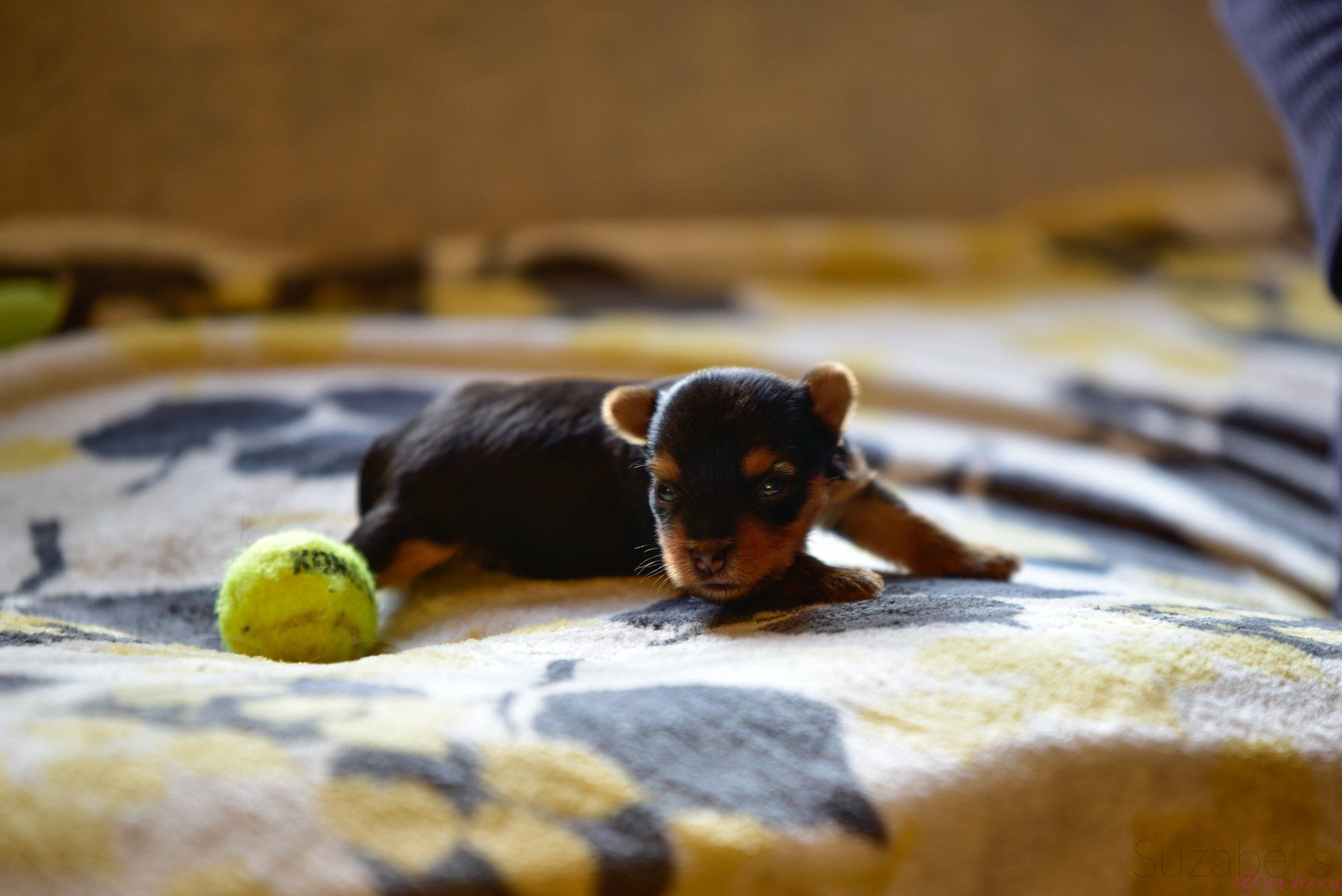 Southern California Yorkshire Terrier breeder Suzabel's Yorkies Yucaipa CA this is a Jack and Lilly Puppy.