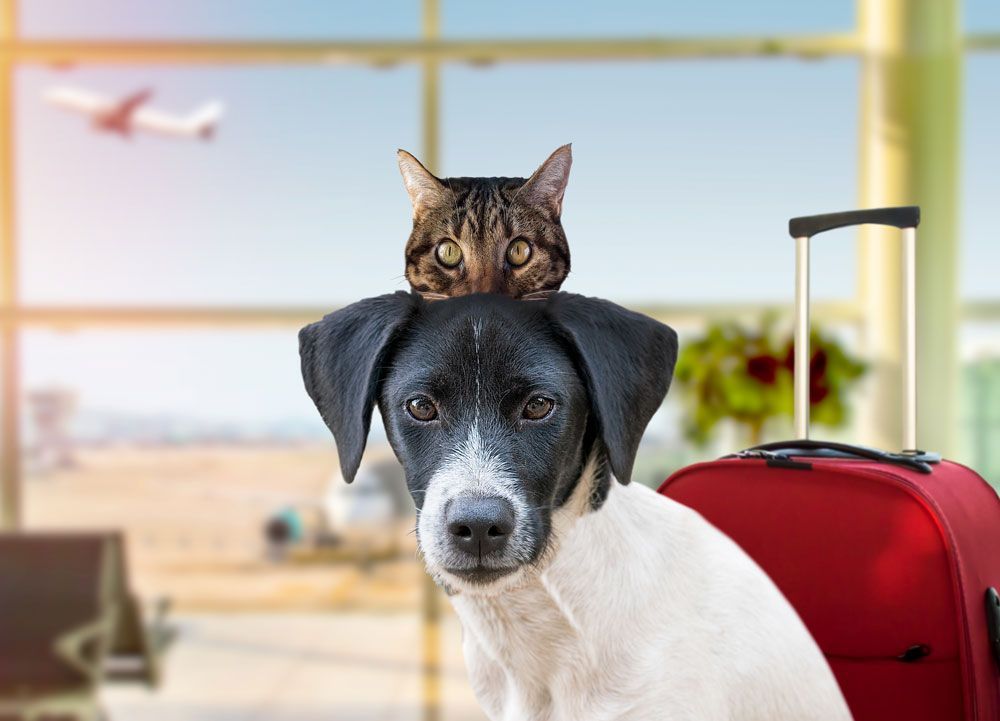 VETERINARIA PERRISS - Kits de viajes para mascotas