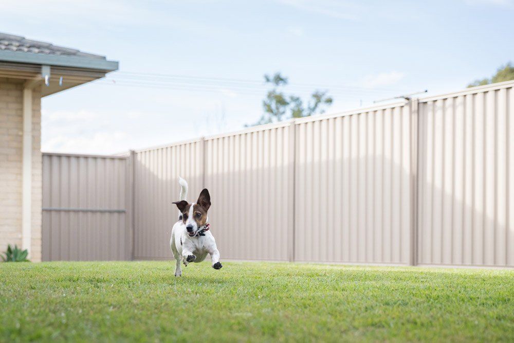 Dog Running on Lawn — Sydney, NSW — Emerald Lawn Landscape