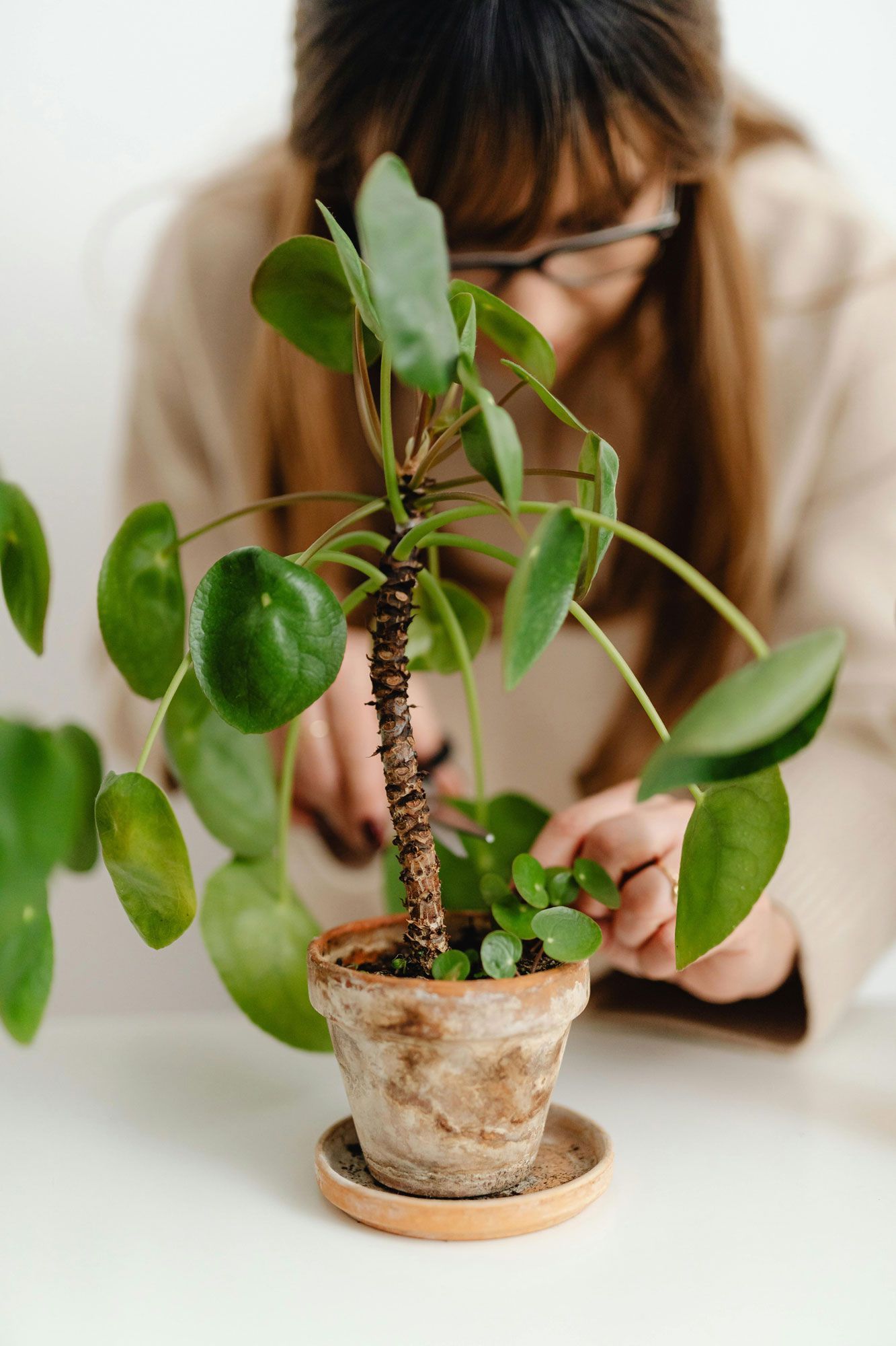 A woman is cutting a potted plant with a pair of scissors.