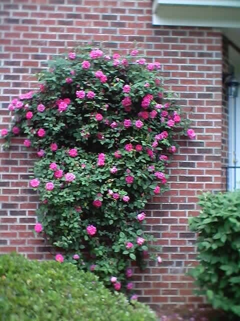 Hanging Flower on Wall