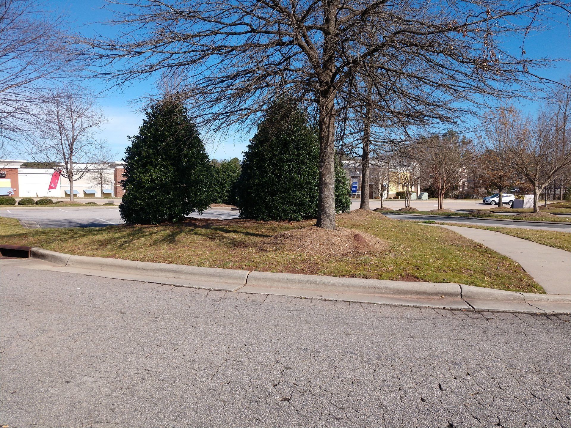 Commercial Landscape