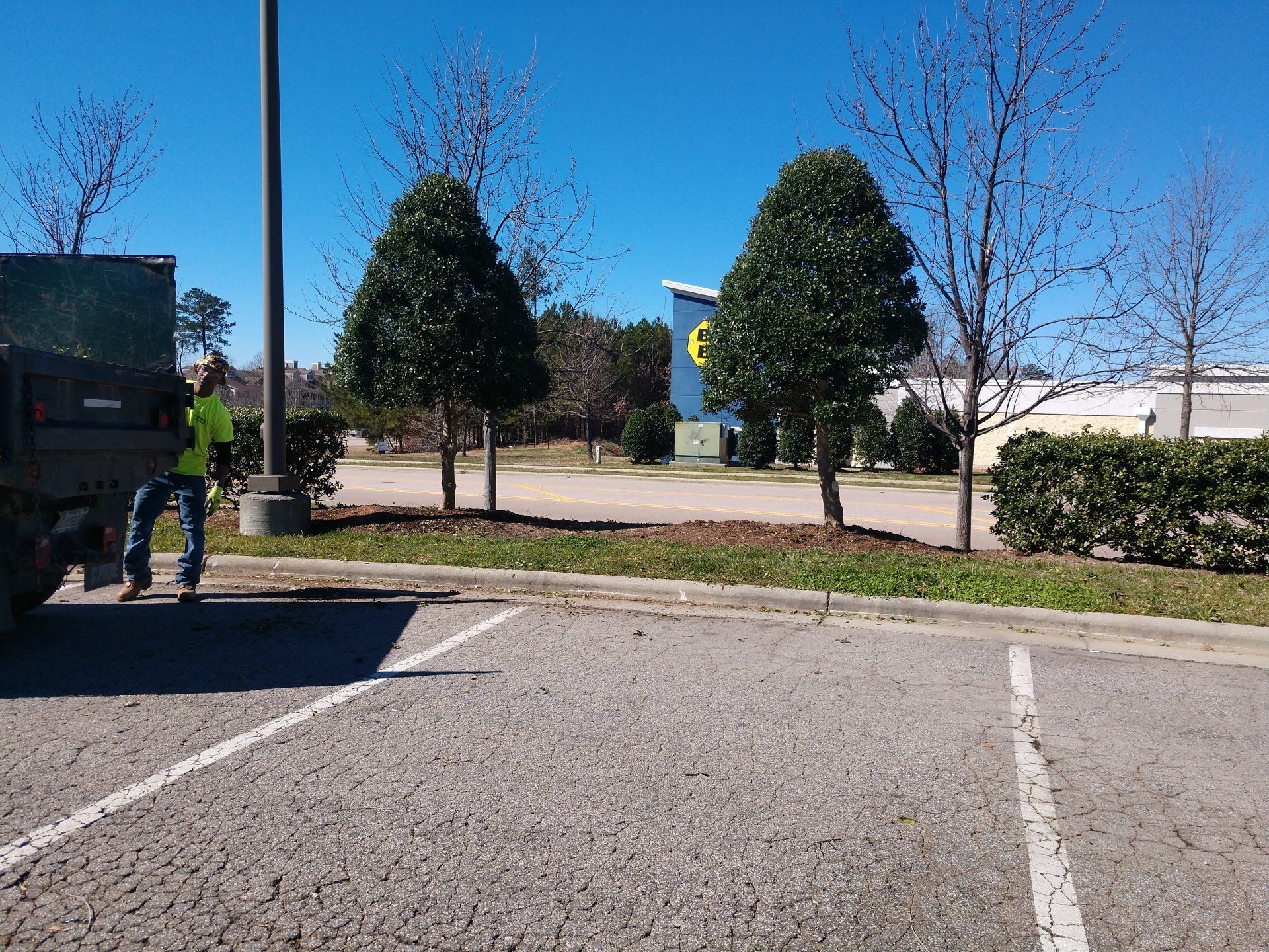 Freshly Trimmed Tree