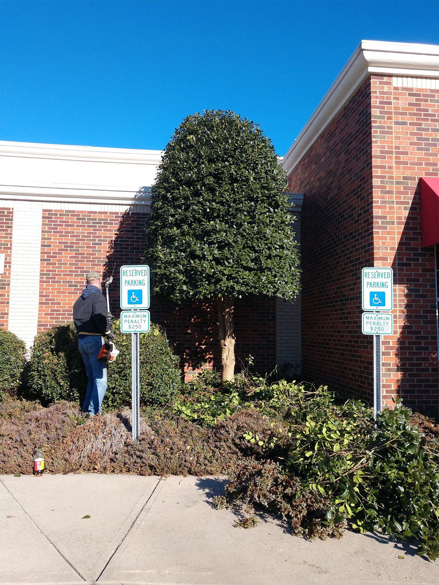 Shrubs and Tree Trimming