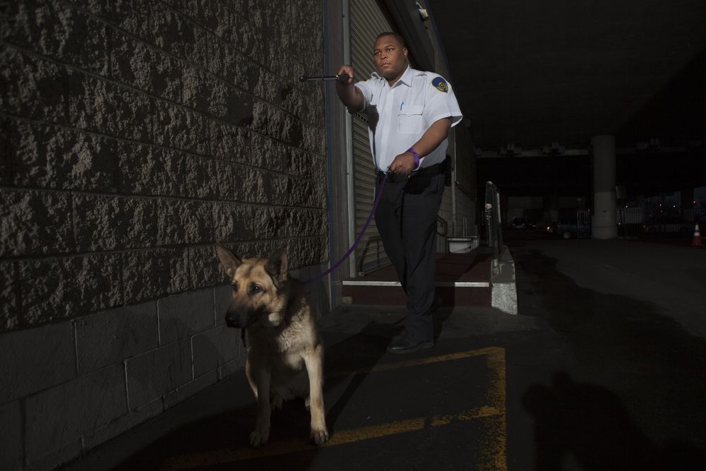 A Security Officer and German Shepherd Dog Patrol a Building at Night — Clinton Security Services In Toowoomba, QLD