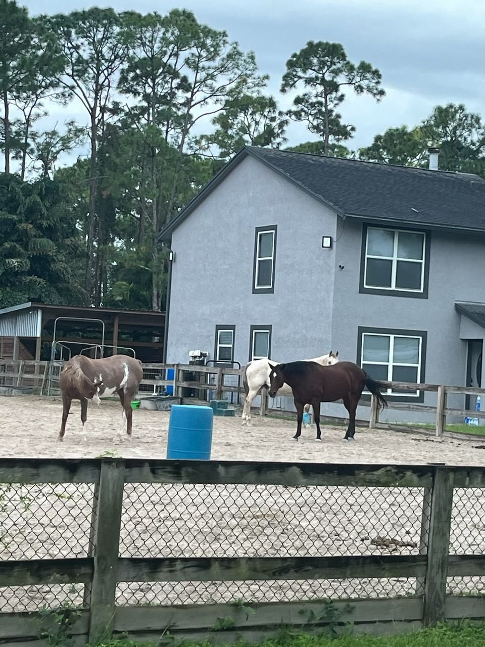 Two horses are standing in front of a house