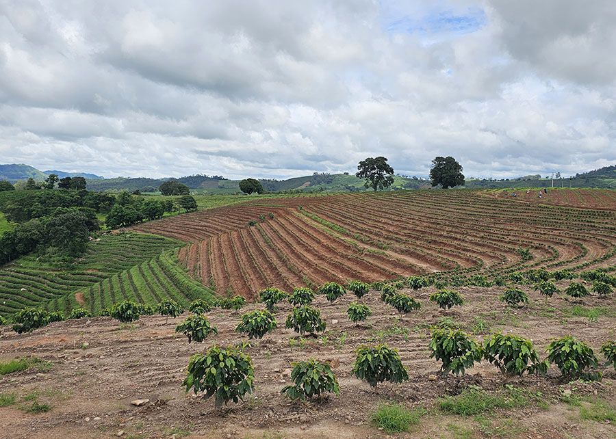 Fazenda de café