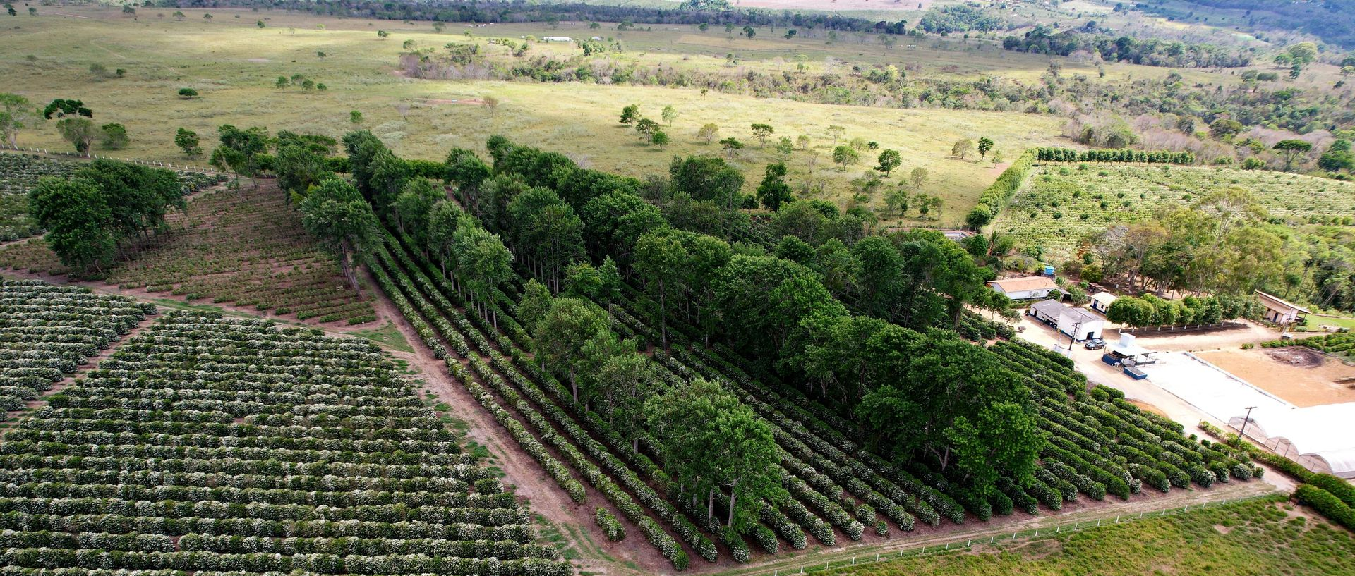 café arábica satélite