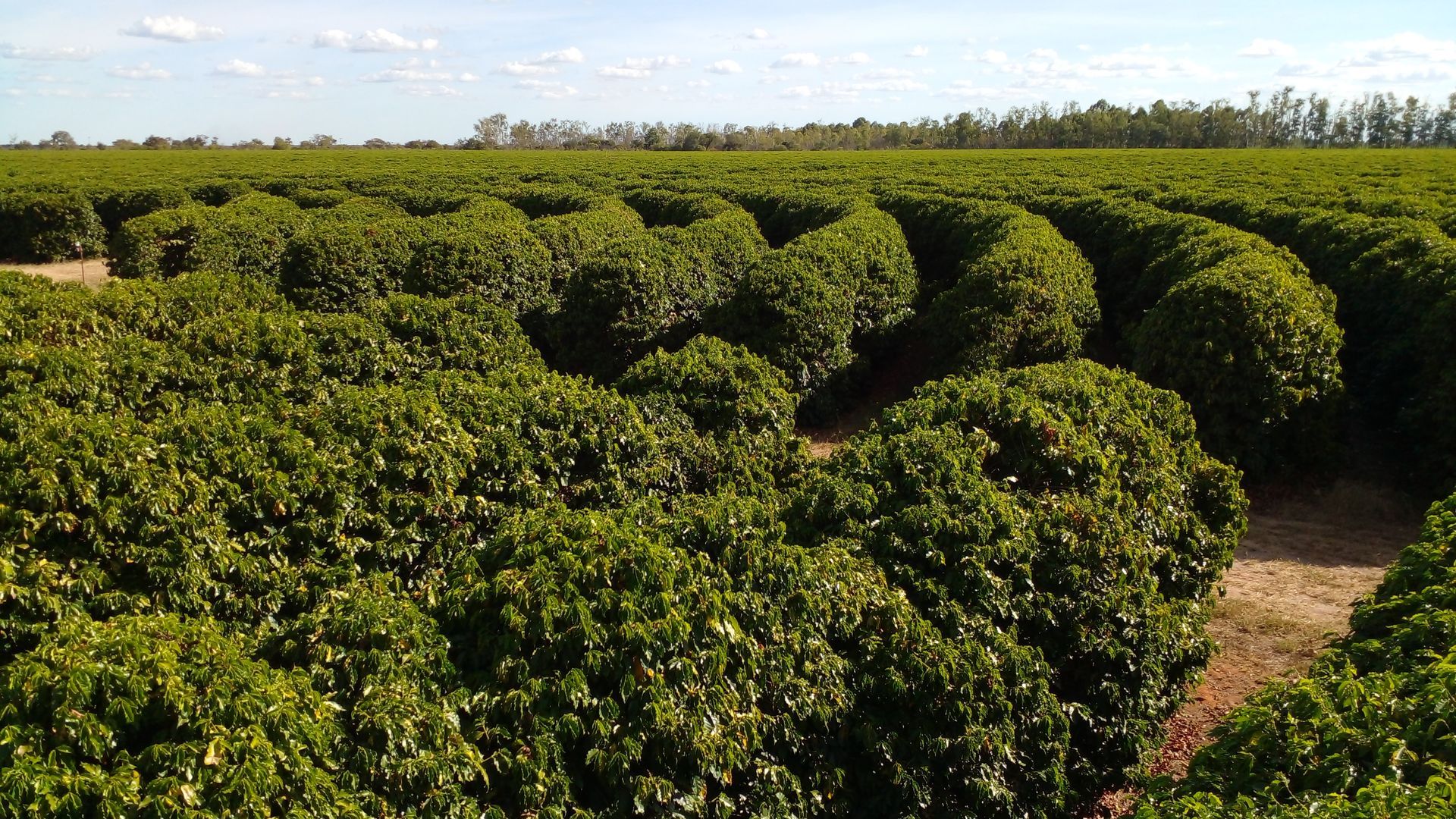 Cafeicultura de Precisão: lavoura de café arábica na Bahia.