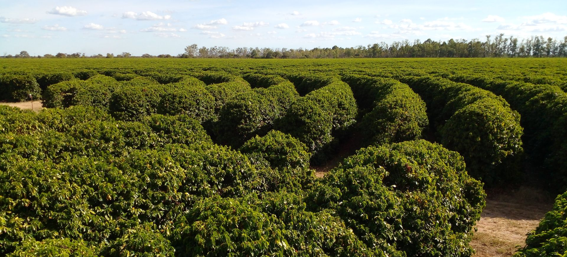 Fazenda de café na Bahia