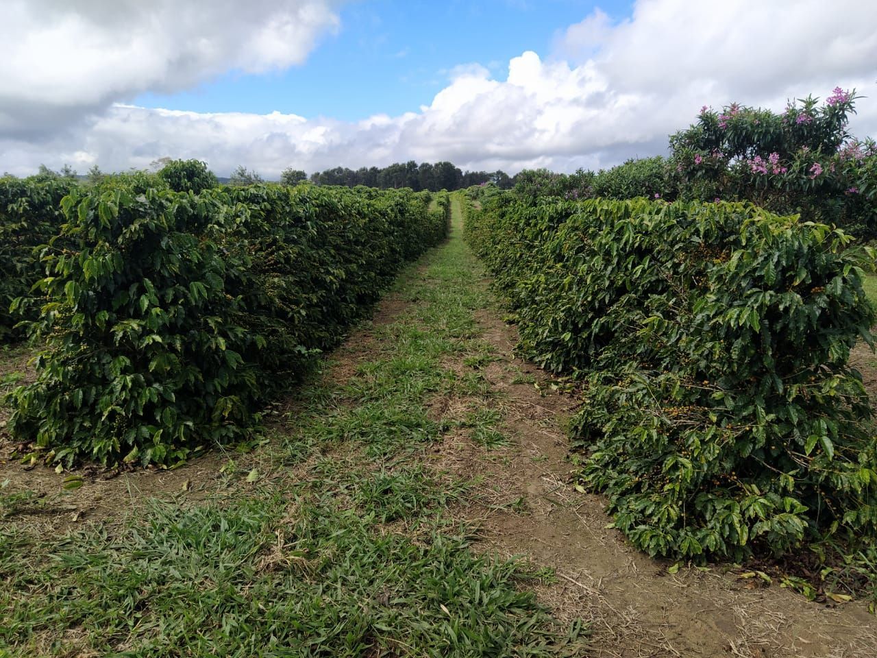 café satélite monitoramento remoto safra