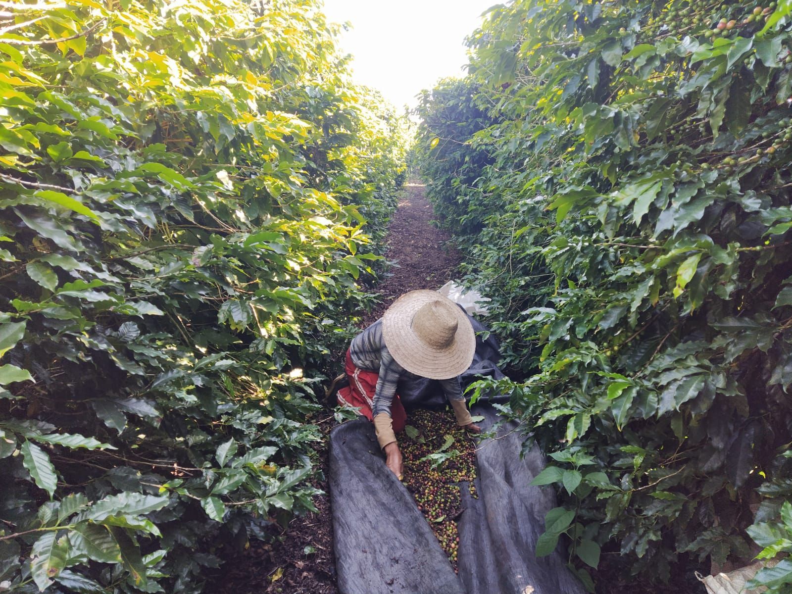 Colheita manual do café arábica na Bahia.