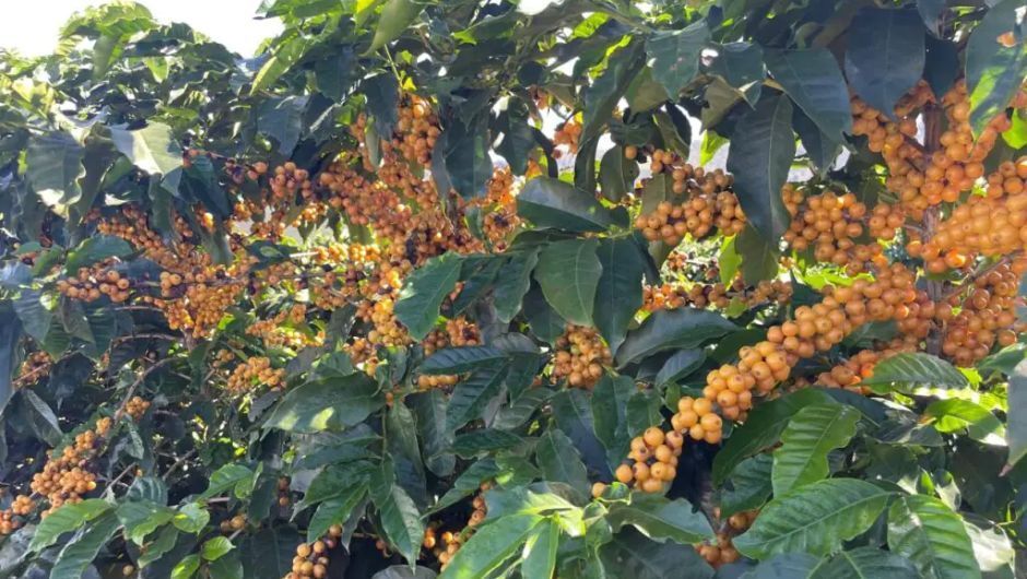 MGS Epamig Amarelão