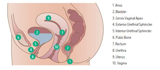 Prolapsed Bladder (Cystocele) Surgical Repair with a Vaginal Slin