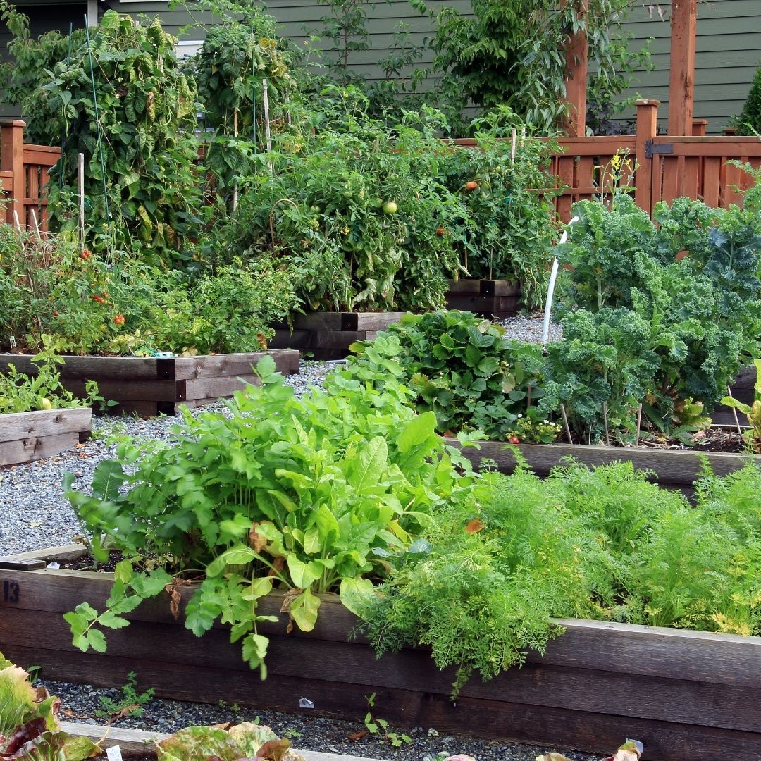 a community garden