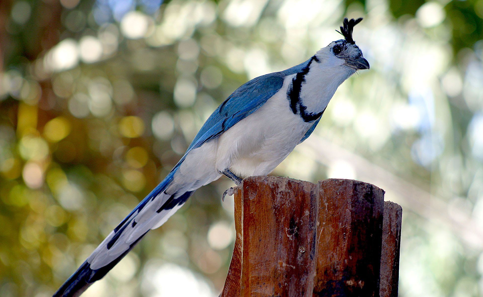 A blue and white bird perched on a tree stump
