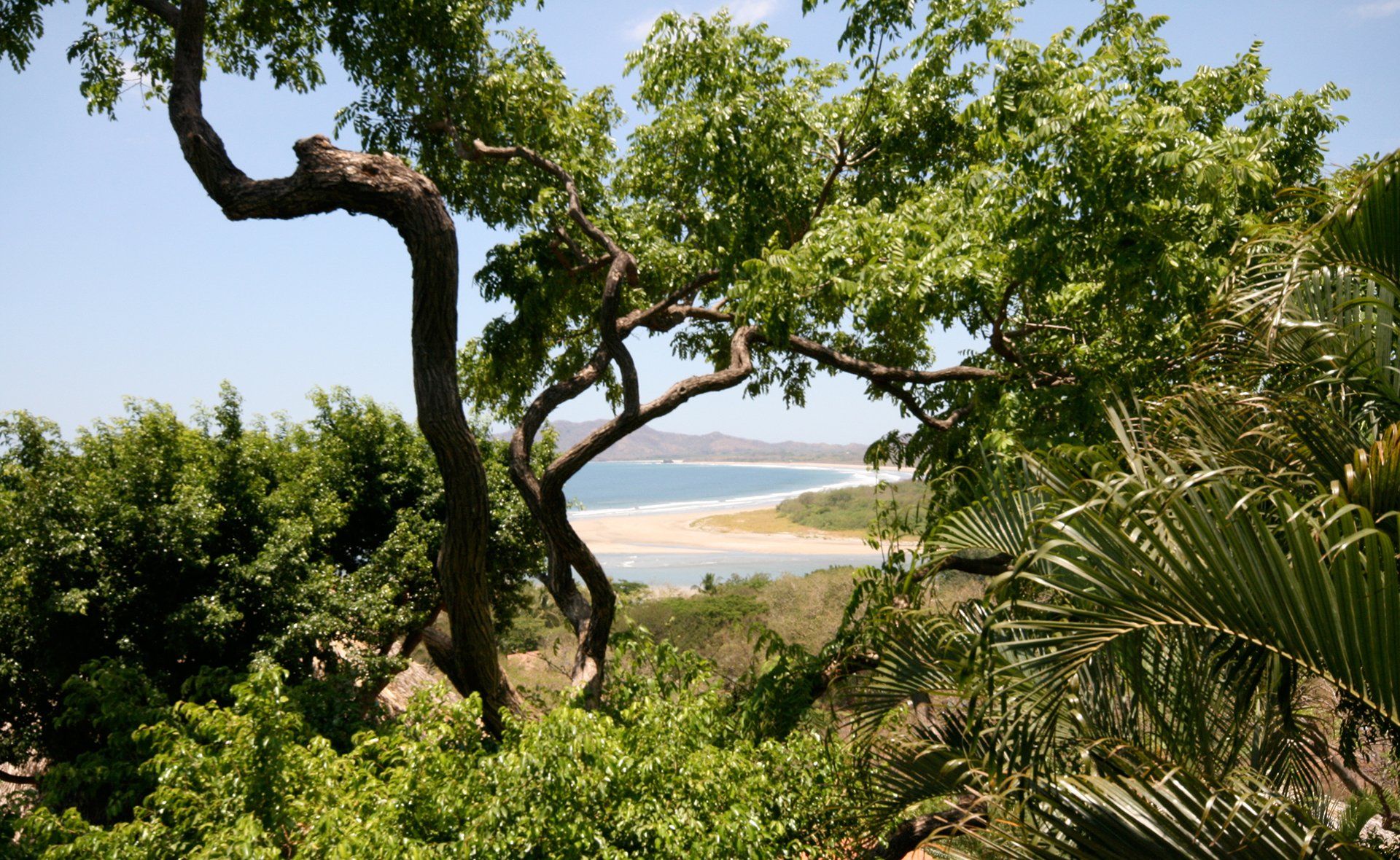 A tree with a view of the ocean behind it