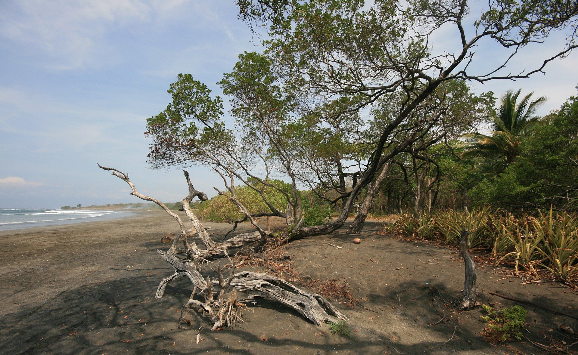 A tree branch is laying on the ground on a beach