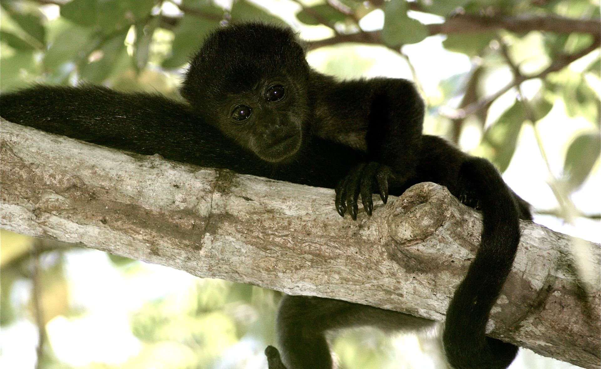 A black monkey is sitting on a tree branch
