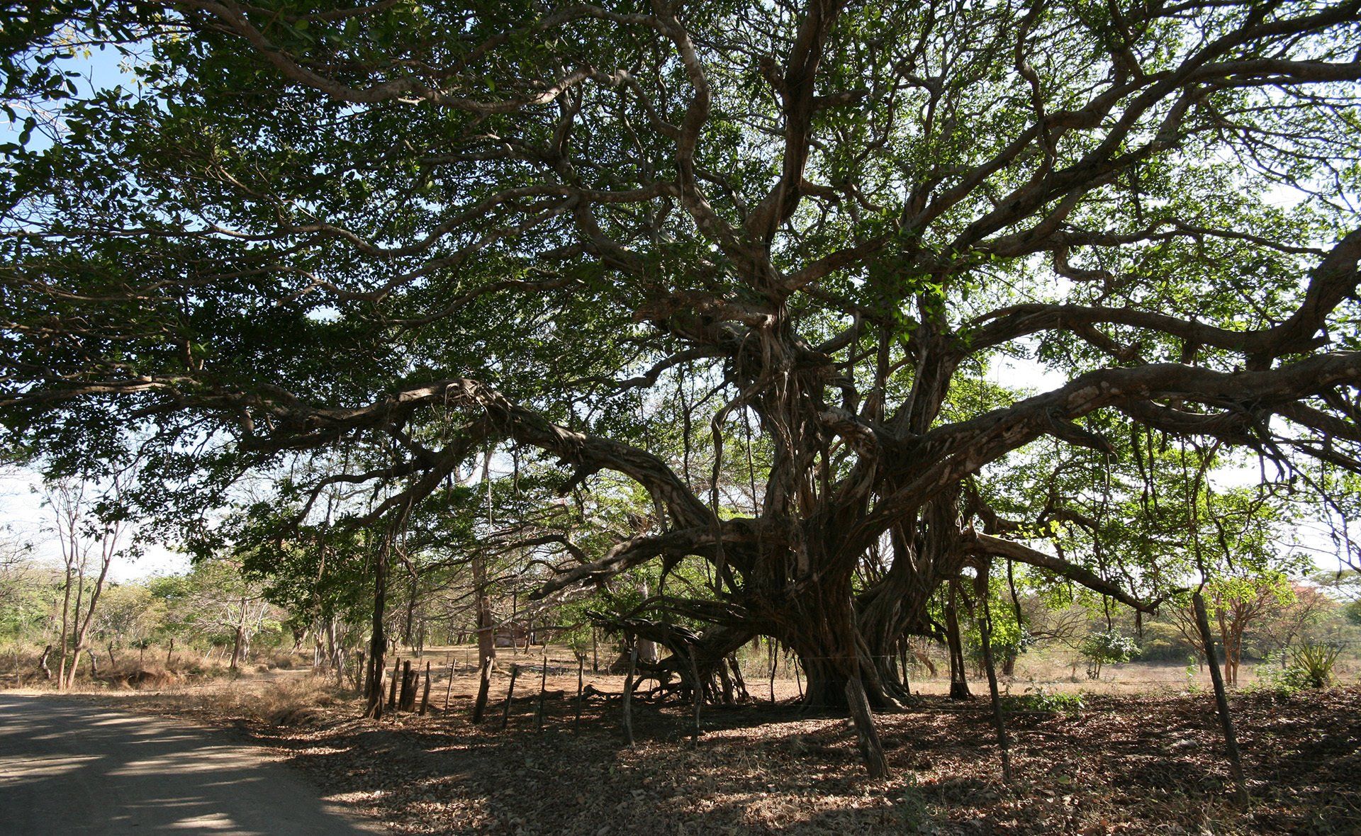 A large tree with lots of branches and leaves