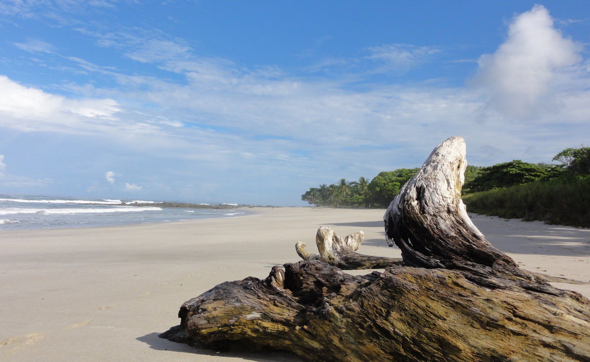 A large piece of driftwood is laying on the beach.