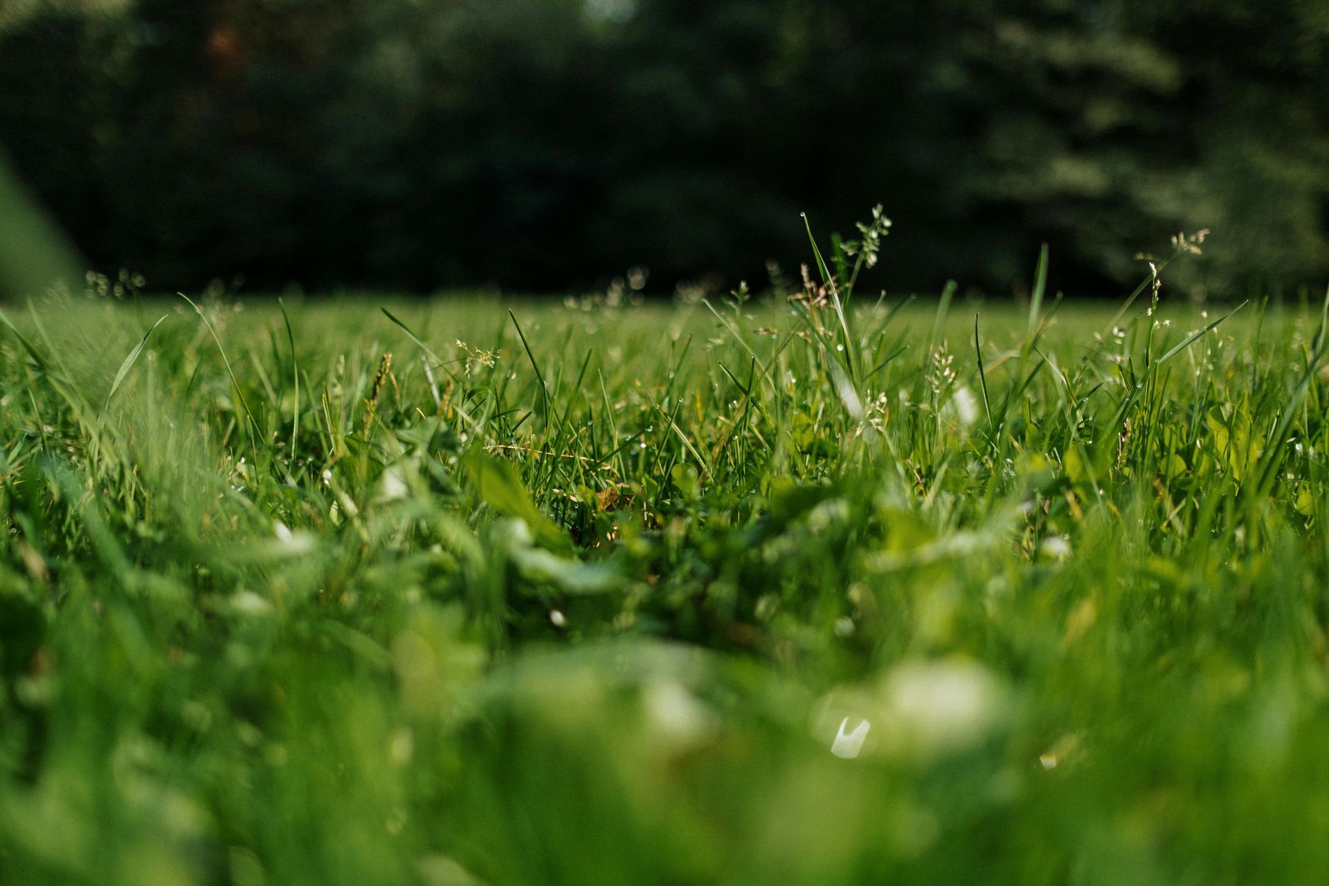 A close up of a lush green field of grass with trees in the background.